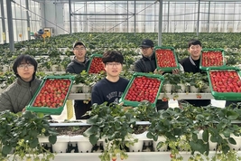 쿠팡, 딸기 3000톤 역대 최대 매입…인구감소지역 농가 판로 확대