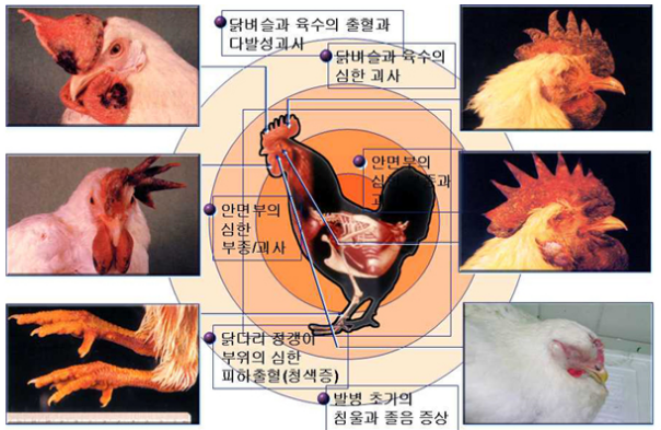 조류인플루엔자 의심 증상. (사진=경기도 동물위생시험소)
