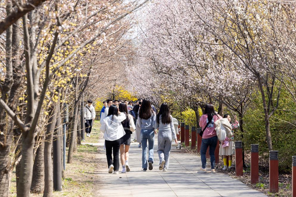 여의도 봄꽃 축제 현장 모습(사진=연합뉴스)